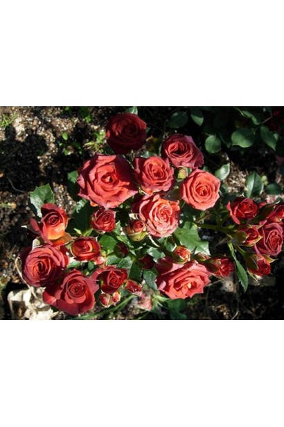 Кущ троянди Brown Sugar у саду